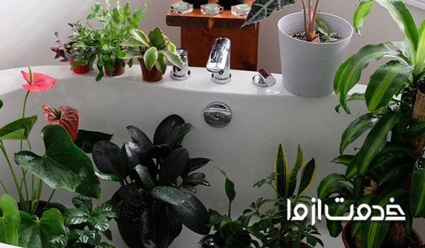 تمیز کردن کلی گیاهان آپارتمانی 